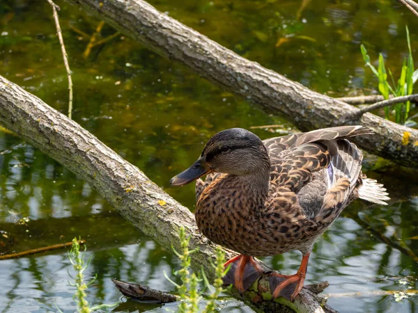 A wild duck sits on a snag in a pond. Close up. — Stock Photo, Image