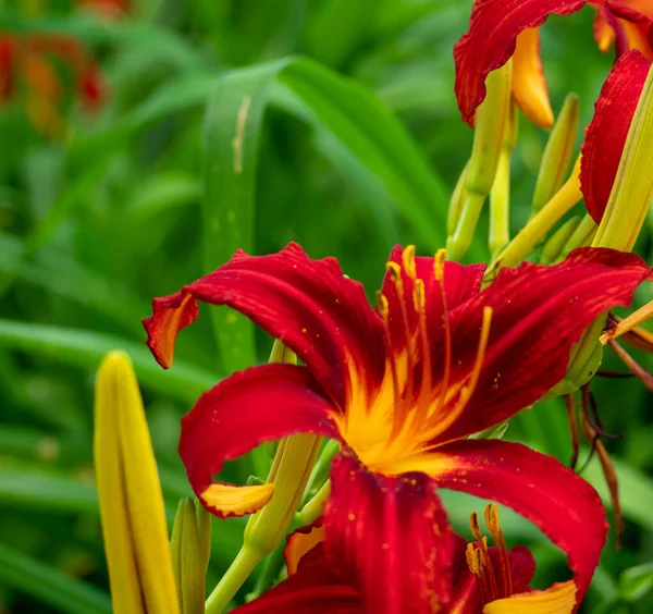 Colore arancione primo piano fiore giglio. Giglio arancione. — Foto Stock