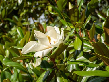 Magnolia doğal bir arka planda çiçek açmış. Magnolia Bull Körfezi.