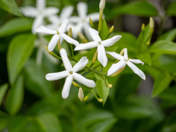 Cape Jasmine 'in beyaz çiçekleri, Trachelospermum Jasminoides, parkta.