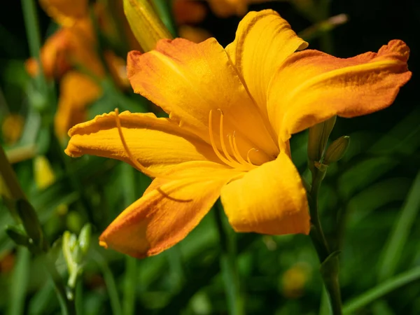 Colore arancione primo piano fiore giglio. Giglio arancione. — Foto Stock