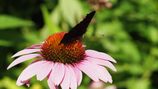 Pillangó a echinacea virág a kertben. — Stock videók