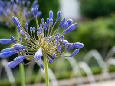 Afrika mavisi zambak, Agapanthus africanus, mavi çiçek.