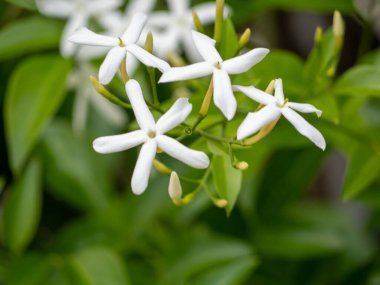 Cape Jasmine 'in beyaz çiçekleri, Trachelospermum Jasminoides, parkta.
