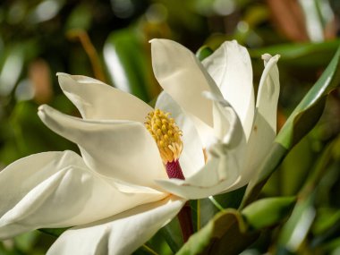Magnolia doğal bir arka planda çiçek açmış. Magnolia Bull Körfezi.