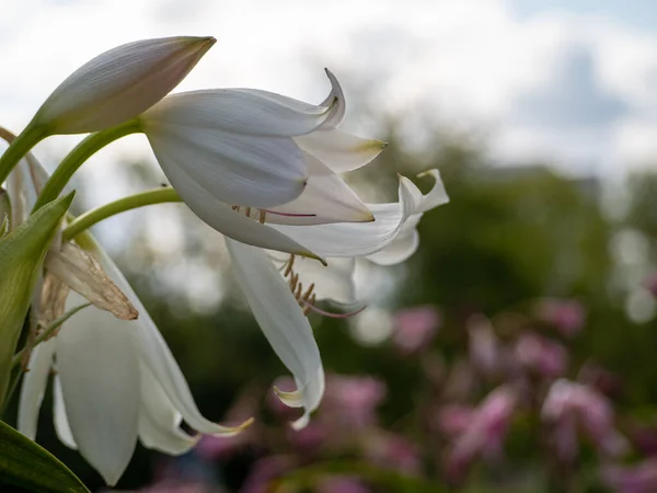 Lilium Candidum flor blanca de cerca en el parque. —  Fotos de Stock