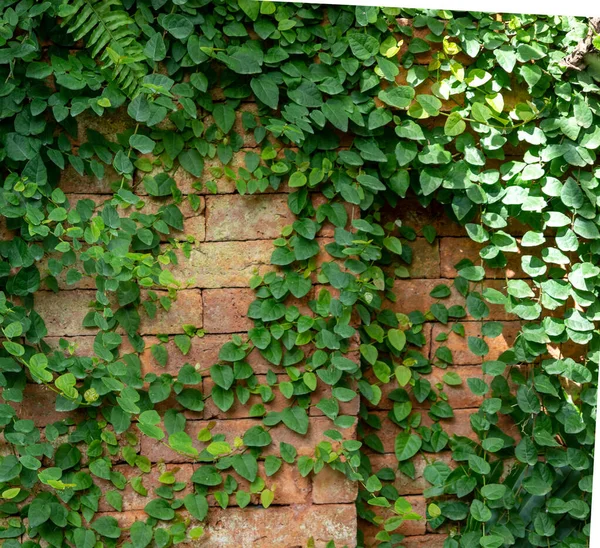 벽돌 벽 뒤에 있는 녹색식물. — 스톡 사진