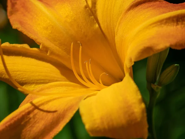 Colore arancione primo piano fiore giglio. Giglio arancione. — Foto Stock