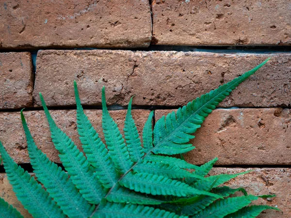 벽돌 벽 뒤에 있는 커다란 녹색 양치식물. — 스톡 사진