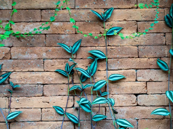 Plantas verdes sobre un fondo de pared de ladrillo. —  Fotos de Stock