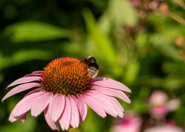 Bahçedeki ekinezya çiçeğinin üzerindeki arı.