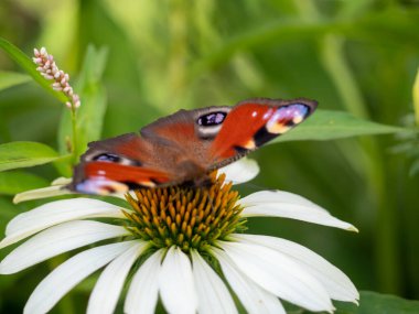 Bahçedeki ekinezya çiçeğinin üzerindeki kelebek.