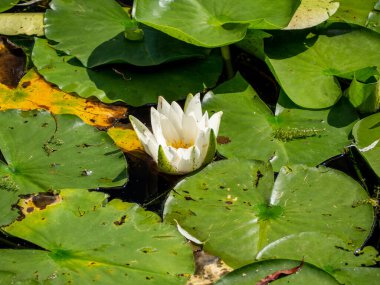 Parkta zambakları olan bir gölet..