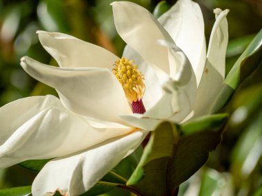 Magnolia doğal bir arka planda çiçek açmış. Magnolia Bull Körfezi.