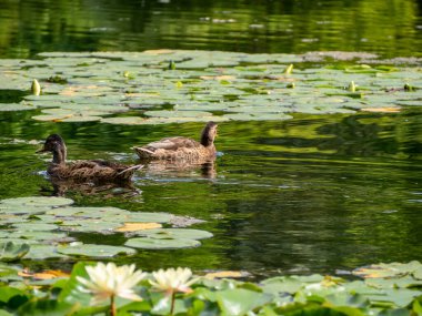 Parkta zambakları olan bir gölet..