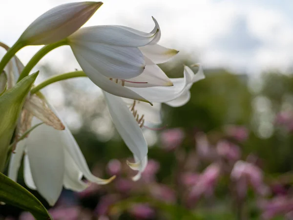 Lilium Candidum flor blanca de cerca en el parque. —  Fotos de Stock