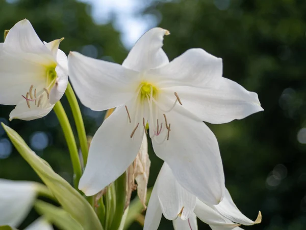 Lilium Candidum flor branca fechar no parque. — Fotografia de Stock