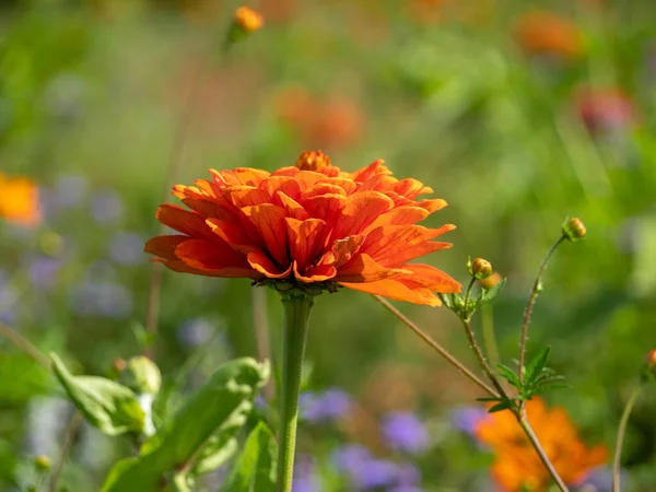 Belle calendula, primo piano. Medicina fiori in un grande primo piano. — Foto Stock