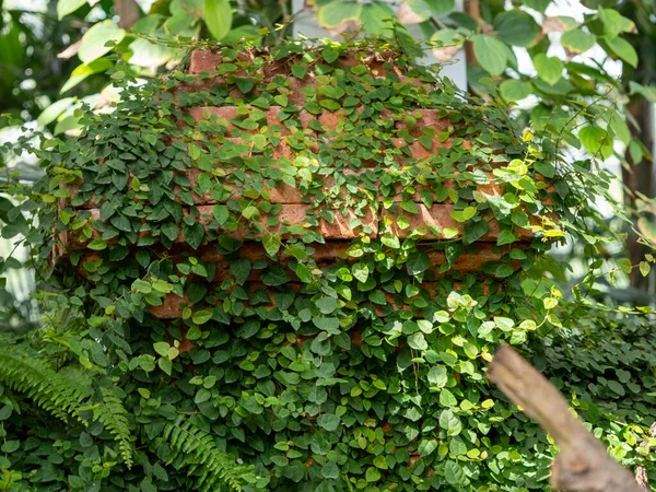 Plantas verdes em um fundo de parede de tijolo. — Fotografia de Stock