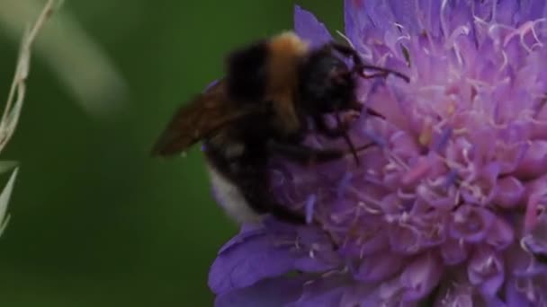 Ape su fiori viola in natura. Macro. — Video Stock