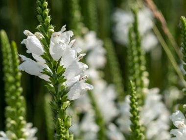 Physostegia beyaz çiçek ayakları, Physostegia virginiana