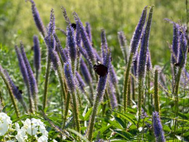 Lavanta çiçeğinin üzerinde turuncu kanatlı kelebekler.
