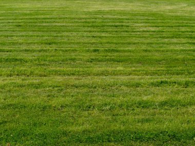 Yazın yeni biçilmiş yeşil çimenler. 