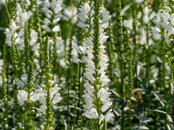 Physostegia beyaz çiçek ayakları, Physostegia virginiana