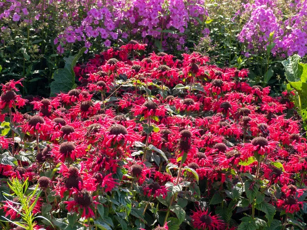 Bella coperta di fiori indiani rossi o pulchella di Gaillardia. — Foto Stock
