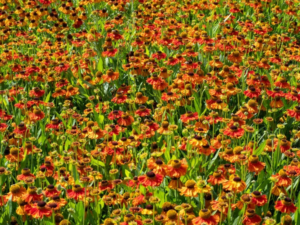 Bellissimi fiori coperta indiana o pulchella Gaillardia. — Foto Stock