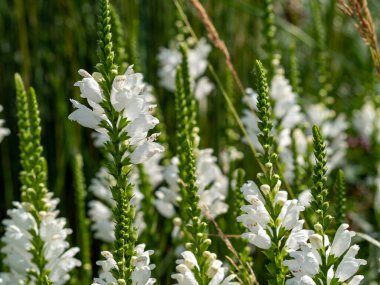 Physostegia beyaz çiçek ayakları, Physostegia virginiana