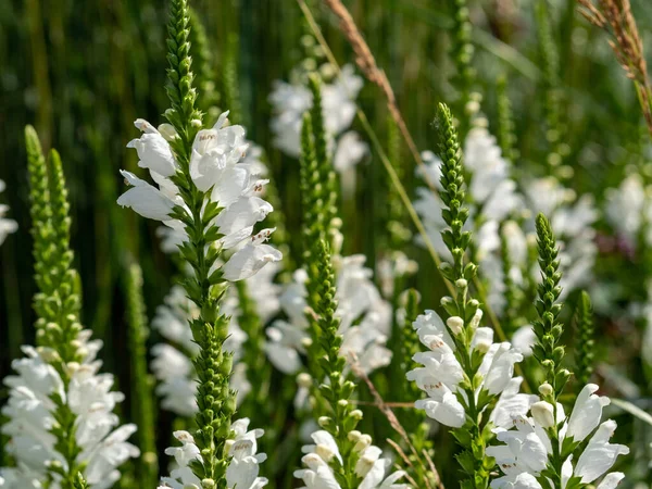 Physostégie pieds fleur blanche, Physostégie virginiana — Photo