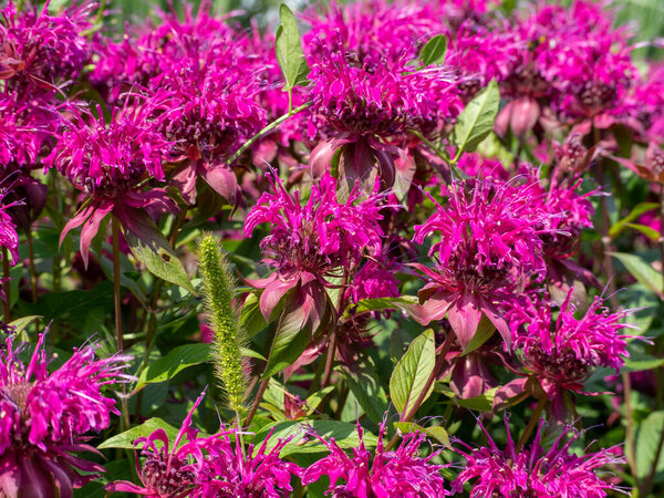 In summer in the garden red flowers in bloom monarda. 