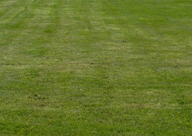 Yazın yeni biçilmiş yeşil çimenler. 