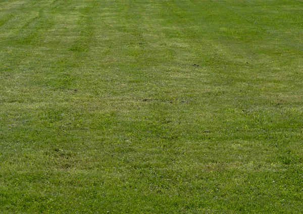 Zelený čerstvě posekaný trávník v létě. — Stock fotografie