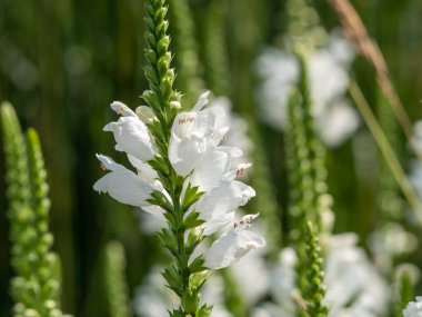 Physostegia beyaz çiçek ayakları, Physostegia virginiana