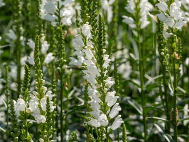 Physostegia beyaz çiçek ayakları, Physostegia virginiana