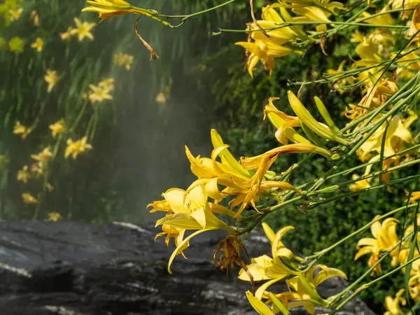 Lilie żółte w parze wodnej. — Zdjęcie stockowe