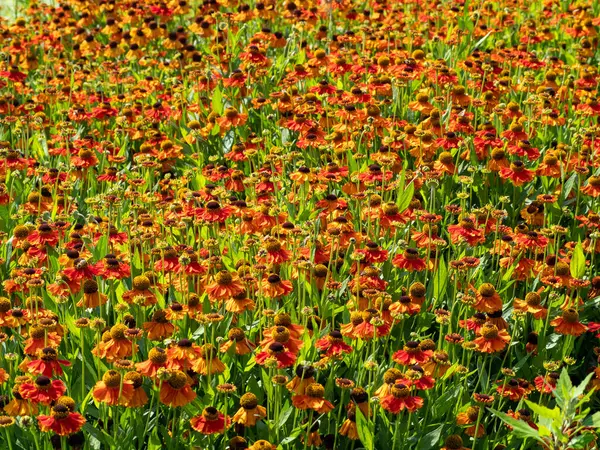 Piękne kwiaty Indyjski koc lub Gaillardia pulchella. — Zdjęcie stockowe