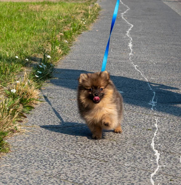 Malý Spitz pes na procházku v parku. — Stock fotografie