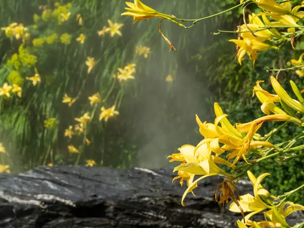 Lilie żółte w parze wodnej. — Zdjęcie stockowe