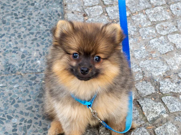 公園を散歩するための小さなスピッツ犬. — ストック写真