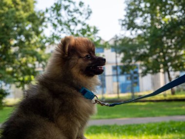 Küçük Spitz köpeği parkta yürüyüşe çıktı..