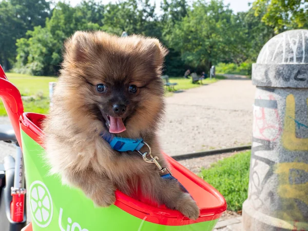 Malý plivátko pes v koši na kolo. — Stock fotografie