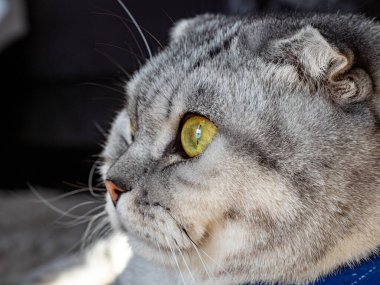 Gri renkli güzel kulaklı kedi, modaya uygun cins..