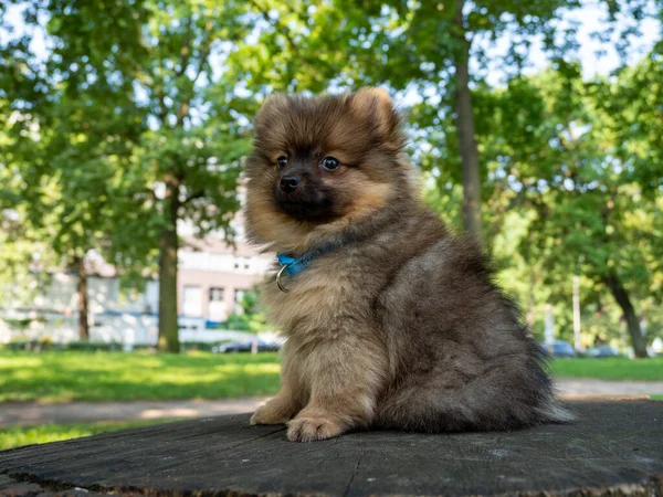 Kleine Spitz hond voor een wandeling in het park. — Stockfoto