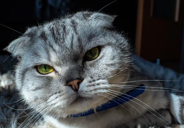 Hermoso gato de orejas plegables de color gris, raza de moda. — Foto de Stock