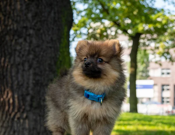 Kleine Spitz hond voor een wandeling in het park. — Stockfoto