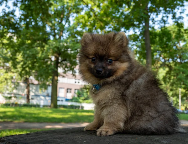 公園を散歩するための小さなスピッツ犬. — ストック写真