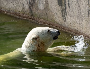 Kutup ayısı suda yüzer..